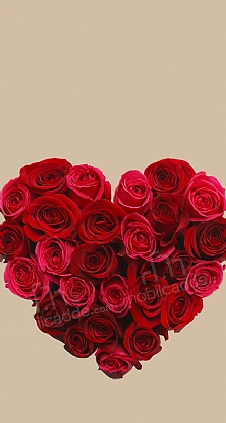 Rose Love 3