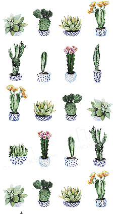 Kind of Cactus